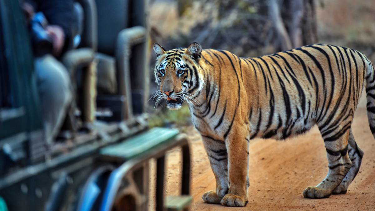 एक के बाद एक जंगलों में मोबाइल बैन! कौन-कौन से जंगलों में मोबाइल पर लगाया गया ताला?