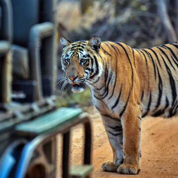 एक के बाद एक जंगलों में मोबाइल बैन! कौन-कौन से जंगलों में मोबाइल पर लगाया गया ताला?