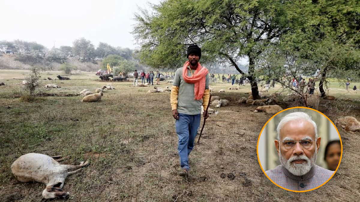 लखनऊ में 170 भेड़ों के मरने का मामला गरमाया, सीएम योगी ने प्रति भेड़ 10 हजार मदद का किया ऐलान
