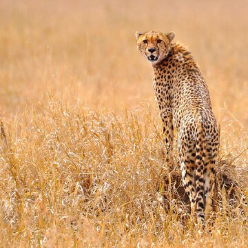 पहली चीता सफारी कुनो नेशनल पार्क में हुई शुरू, जानिए कितना होगा खर्चा?