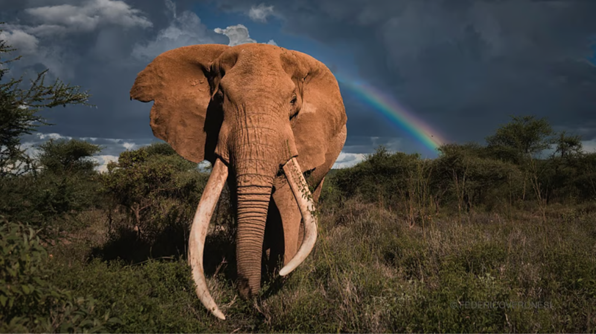 100 किलो के दाँतों वाला ‘सुपर टास्कर’ क्रेग, अफ्रीका के दिग्गज हाथी का अंत