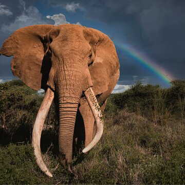 100 किलो के दाँतों वाला ‘सुपर टास्कर’ क्रेग, अफ्रीका के दिग्गज हाथी का अंत