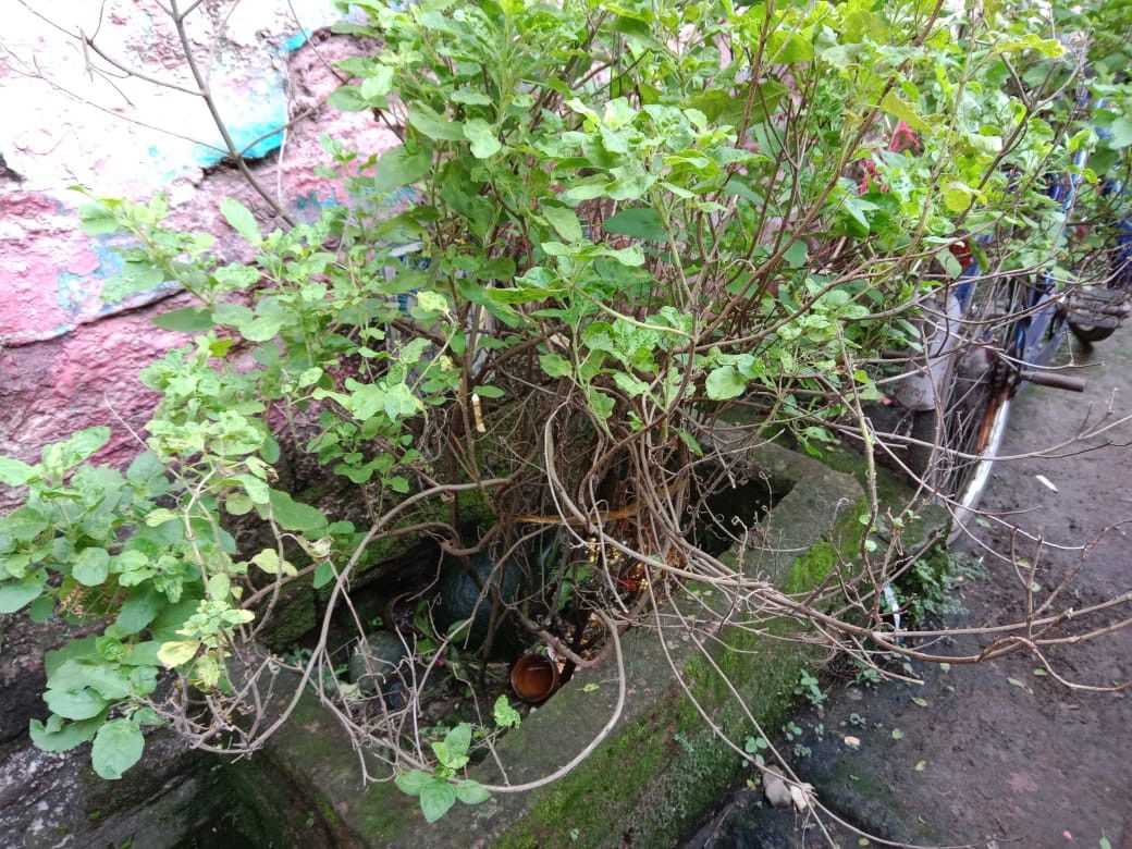 संसार में संकट आने से पहले तुलसी का पौधा ये 6 संकेत भेजता है, जानते हैं क्या ?