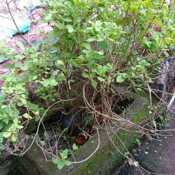 संसार में संकट आने से पहले तुलसी का पौधा ये 6 संकेत भेजता है, जानते हैं क्या ?