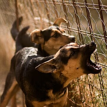 मालदह में कुत्तों ने घुसपैठ की कोशिश कर रहे बांग्लादेशी युवकों को पकड़वाया
