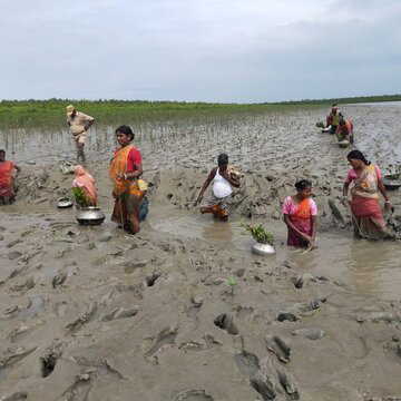 दर्द को संकल्प में बदलतीं और हरियाली से भविष्य गढ़तीं सुंदरबन की बाघ विधवाएं