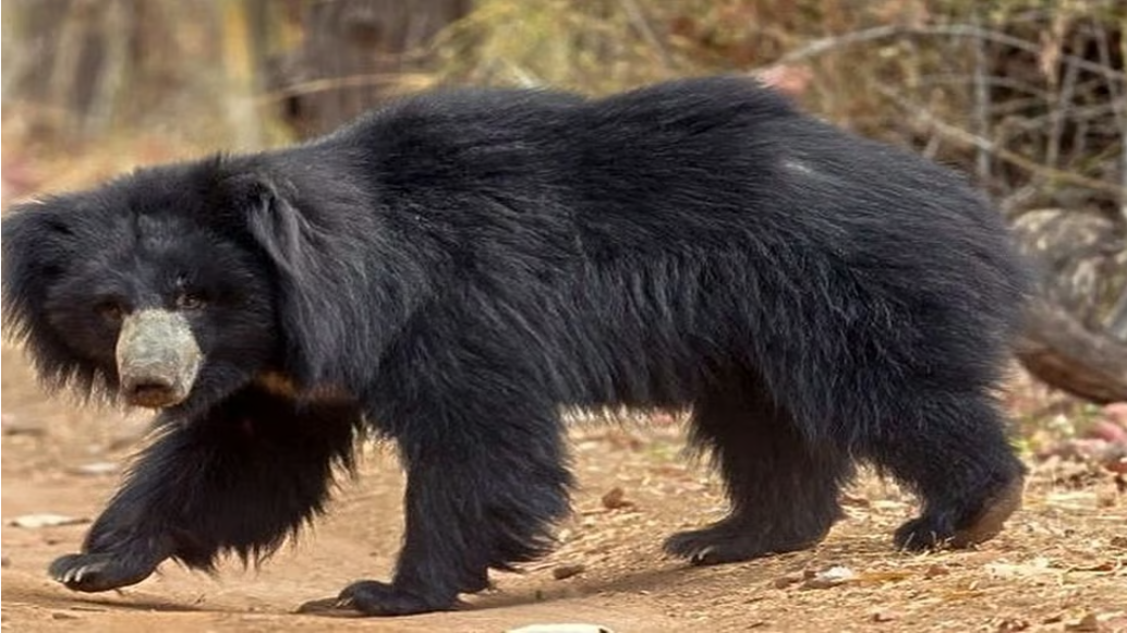 कुल्हाड़ी लेकर भालू से भिड़ी पत्नी, ओडिशा के जंगल में बचाई पति की जान