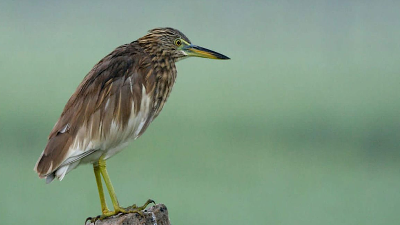 तिरुचि की 20 आर्द्रभूमियों में दो दिवसीय पक्षी गणना सफलतापूर्वक संपन्न