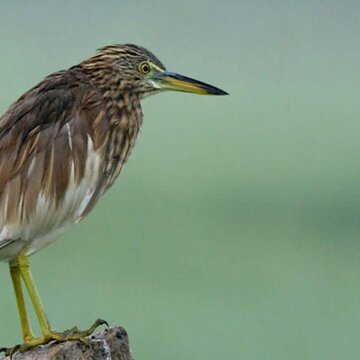 तिरुचि की 20 आर्द्रभूमियों में दो दिवसीय पक्षी गणना सफलतापूर्वक संपन्न