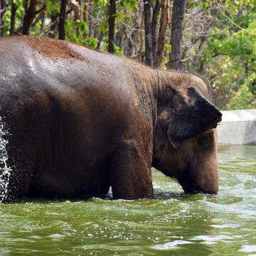 गर्मी का असर: रांची चिड़ियाघर में जानवरों के लिए लगाए गए कूलर, बदली गई डाइट