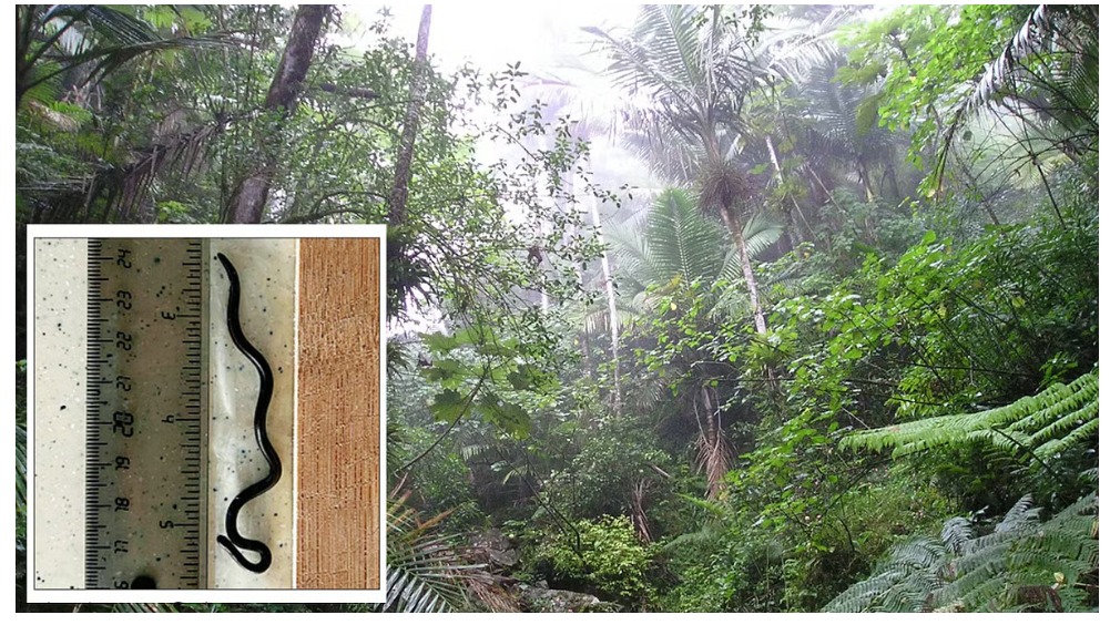 विलुप्त मान लिये गये दुनिया के सबसे छोटे सांप की वापसी!