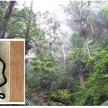 विलुप्त मान लिये गये दुनिया के सबसे छोटे सांप की वापसी!