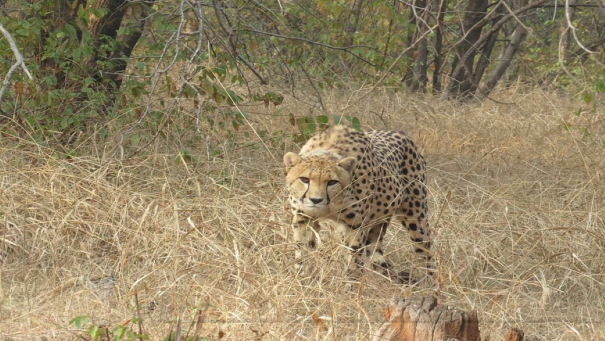 बोत्सवाना से आ रहे हैं 8 और चीते, मध्य प्रदेश के मुख्यमंत्री की घोषणा