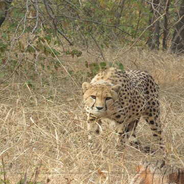 बोत्सवाना से आ रहे हैं 8 और चीते, मध्य प्रदेश के मुख्यमंत्री की घोषणा