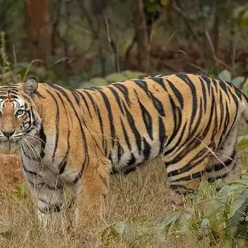 मध्यप्रदेश के बांधवगढ़ रिजर्व में बाघ के हमले में एक महिला की मौत, तीन लोग घायल