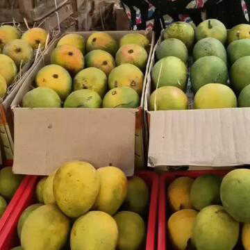 पश्चिम एशिया संघर्ष के कारण भारतीय आम निर्यात में अड़चनें, रेफ्रिजरेटेड कंटेनरों की कमी से बढ़ी चिंता