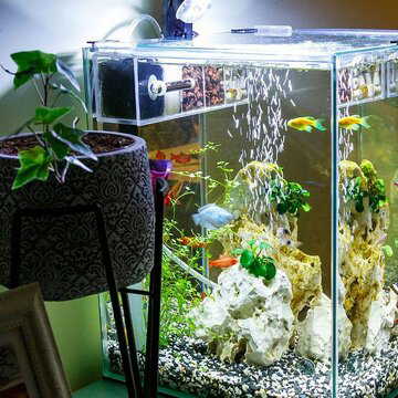 आर्थिक उन्नति चाहते हैं ? वास्तु के नियमों का पालन करके घर में लाएं एक्वेरियम