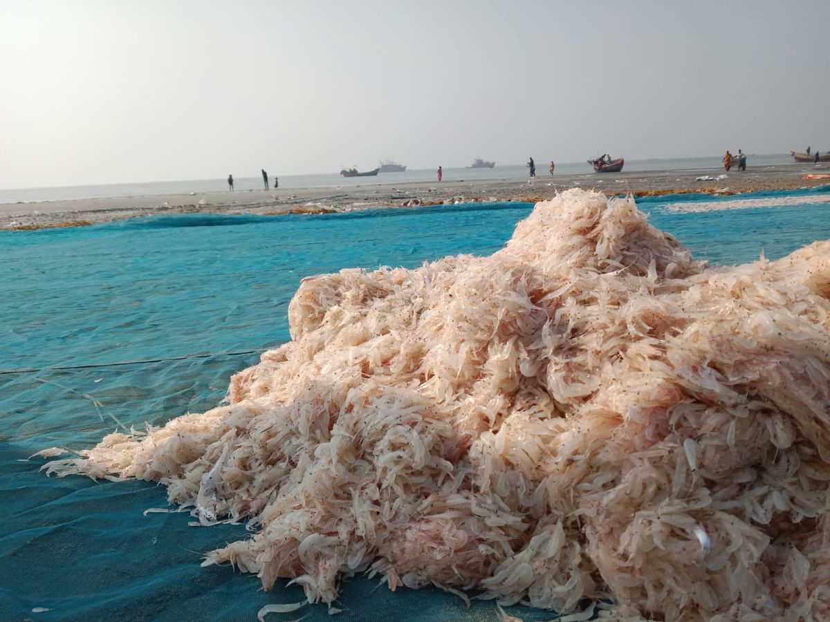 गंगासागर मेला खत्म, मछुआरों में खुशियां लौटी पर जीविका पर मंडरा रहा है खतरा