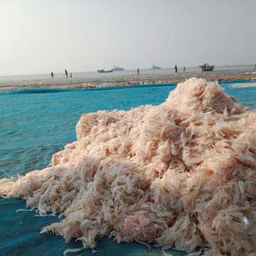 गंगासागर मेला खत्म, मछुआरों में खुशियां लौटी पर जीविका पर मंडरा रहा है खतरा