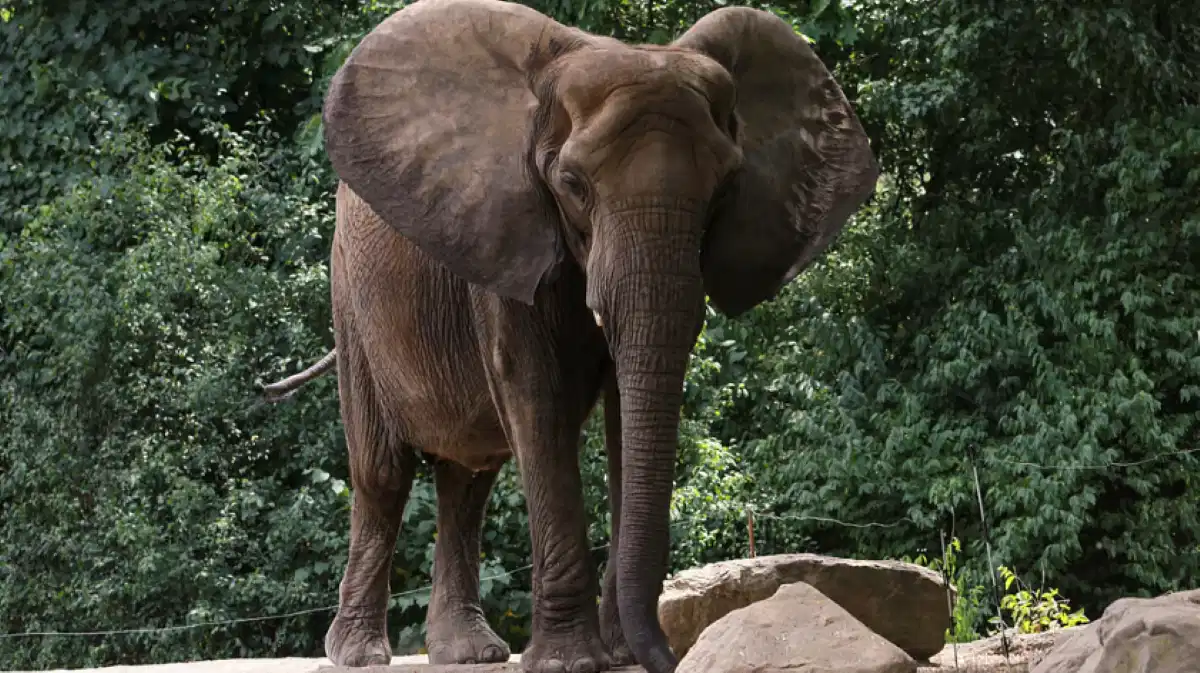 बम निगलने से हाथी के बच्चे की मौत, जंगल में मिला खून से लथपथ शव