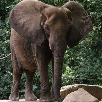 बम निगलने से हाथी के बच्चे की मौत, जंगल में मिला खून से लथपथ शव