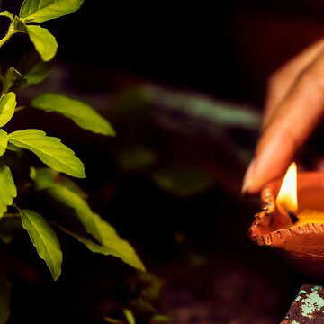 नियम में गलती होते ही बड़ा संकट, कौन-कौन से दिन गलती से भी घर में तुलसी का पौधा नहीं लगाना चाहिए ?