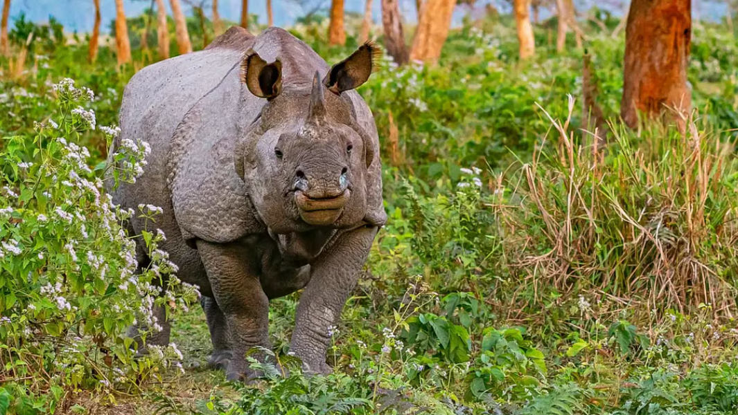 घनी आबादी वाले इलाके से जंगल में लौटने से गैंडे ने कर दिया इनकार