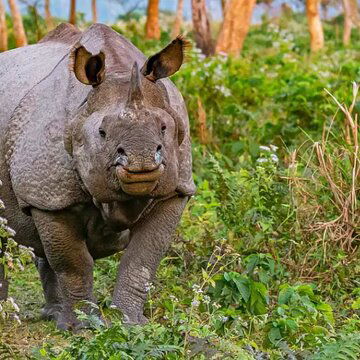 घनी आबादी वाले इलाके से जंगल में लौटने से गैंडे ने कर दिया इनकार