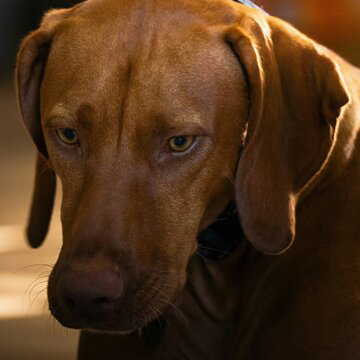 सावधान! पालतू कुत्ते के काटने पर मालिक को जाना पड़ सकता है जेल, सख्त नियम जारी