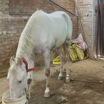 लखनऊ पुलिस की बड़ी कामयाबी: चोरी हुआ घोड़ा ‘दुलदुल’ बरामद