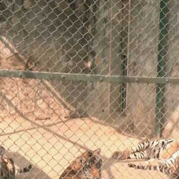 राजस्थान की ठंडी लहर में नाहरगढ़ बायोलॉजिकल पार्क का शानदार इंतजाम