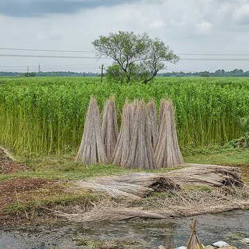 सुनहरा रेशा, काला भविष्य: भारत की जूट अर्थव्यवस्था पर संकट