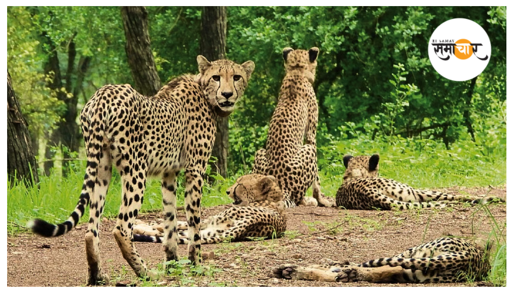 कुनो में तीन साल पूरे होने पर 16 'भारतीय चीते'!