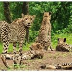 कुनो में तीन साल पूरे होने पर 16 'भारतीय चीते'!