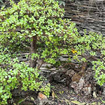 एक पेड़ ही आपकी किस्मत बदल सकता है, कैसे और कहाँ रखने से समय बदलेगा ?
