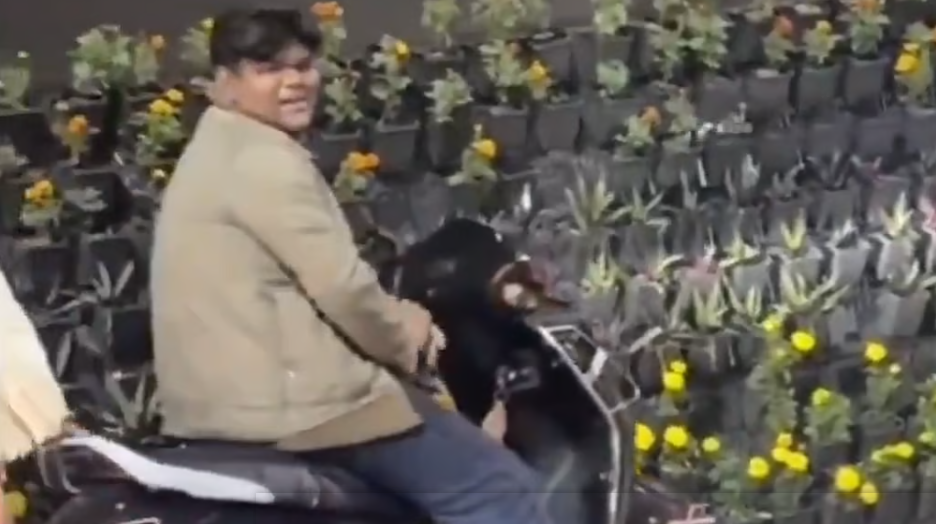 मोदी के जाते ही लूटमार: सड़क किनारे सजे फूलों के गमलों की चोरी, वीडियो वायरल