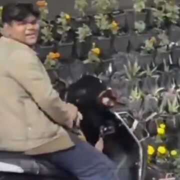 मोदी के जाते ही लूटमार: सड़क किनारे सजे फूलों के गमलों की चोरी, वीडियो वायरल