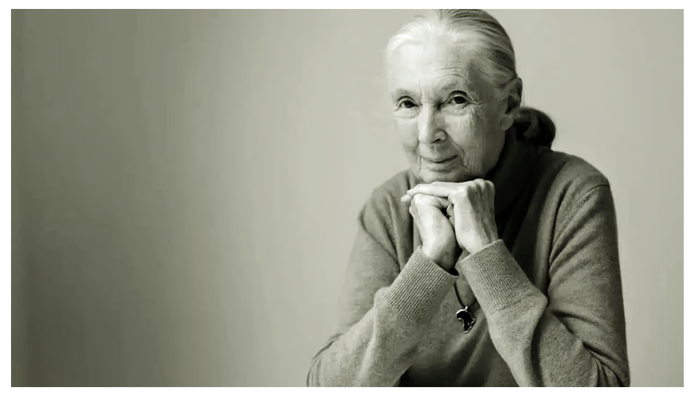 प्रसिद्ध चिंपांजी विशेषज्ञ जेन गुडॉल नहीं रहीं, उनके जीवन पर बनी हैं 40 से अधिक फिल्में