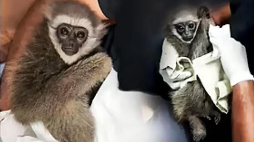 मुंबई हवाई अड्डे पर सिल्वर गिबन का उद्धार, एक की मौत, दूसरा गंभीर स्थिति में