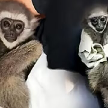 मुंबई हवाई अड्डे पर सिल्वर गिबन का उद्धार, एक की मौत, दूसरा गंभीर स्थिति में