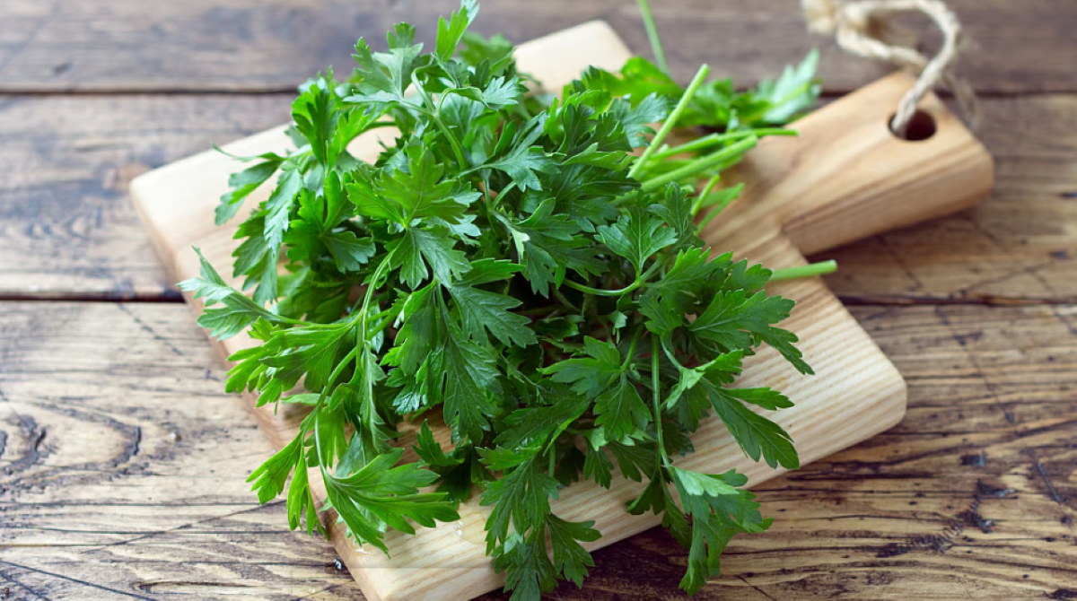 क्या सर्दियों में मिलने वाली ताजी धनिया पत्ती से बालों का झड़ना रोका जा सकता है?