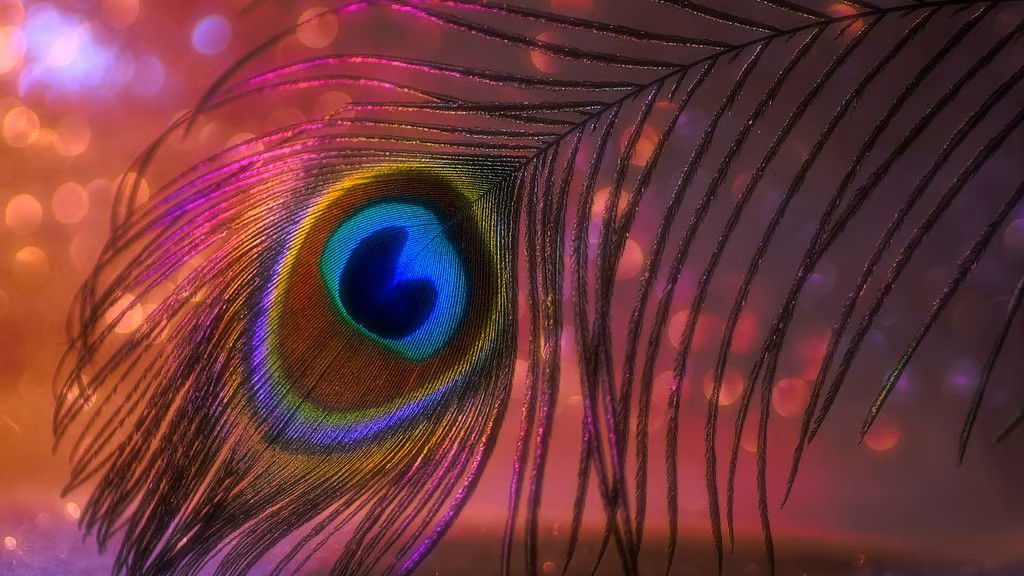 मोर के पंख को घर में रखना बहुत शुभ माना जाता है, लेकिन इसे कभी भी इन स्थानों पर न रखें