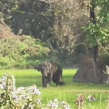 जयपुर रेंज में हाथी का तांडव, 1 की मौत, कई घायल