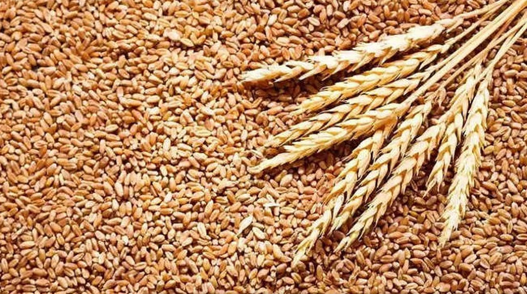 45 साल बाद न्याय, 100 रुपये की गेहूं चोरी के आरोप में 65 वर्षीय बुजुर्ग गिरफ्तार