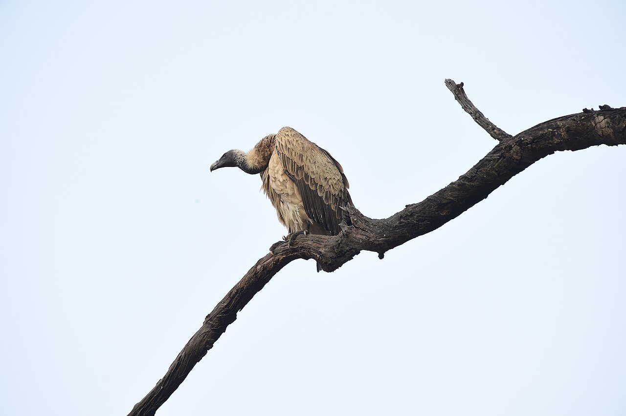 सुन्दरवन में 3 दिवसीय पक्षी सर्वेक्षण हुआ पूरा, इस साल दिखीं पक्षियों की ज्यादा प्रजातियां