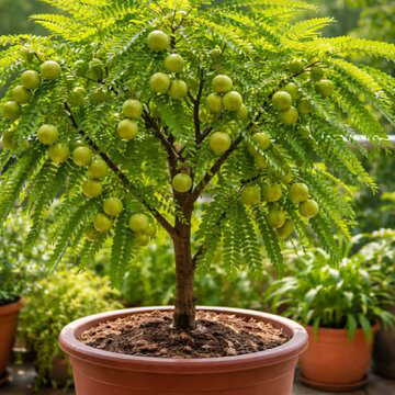 घर पर उगाएं आंवला: स्वस्थ और पोषण से भरपूर!