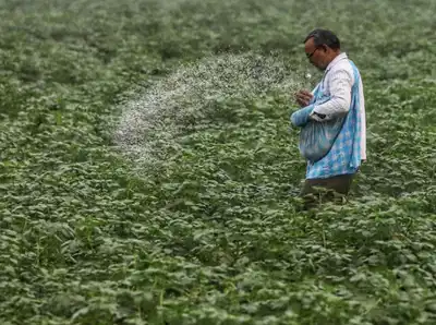 पश्चिम एशिया संकट के बीच IPL ने जारी किया यूरिया टेंडर, सरकार सुनिश्चित कर रही कृषि आपूर्ति