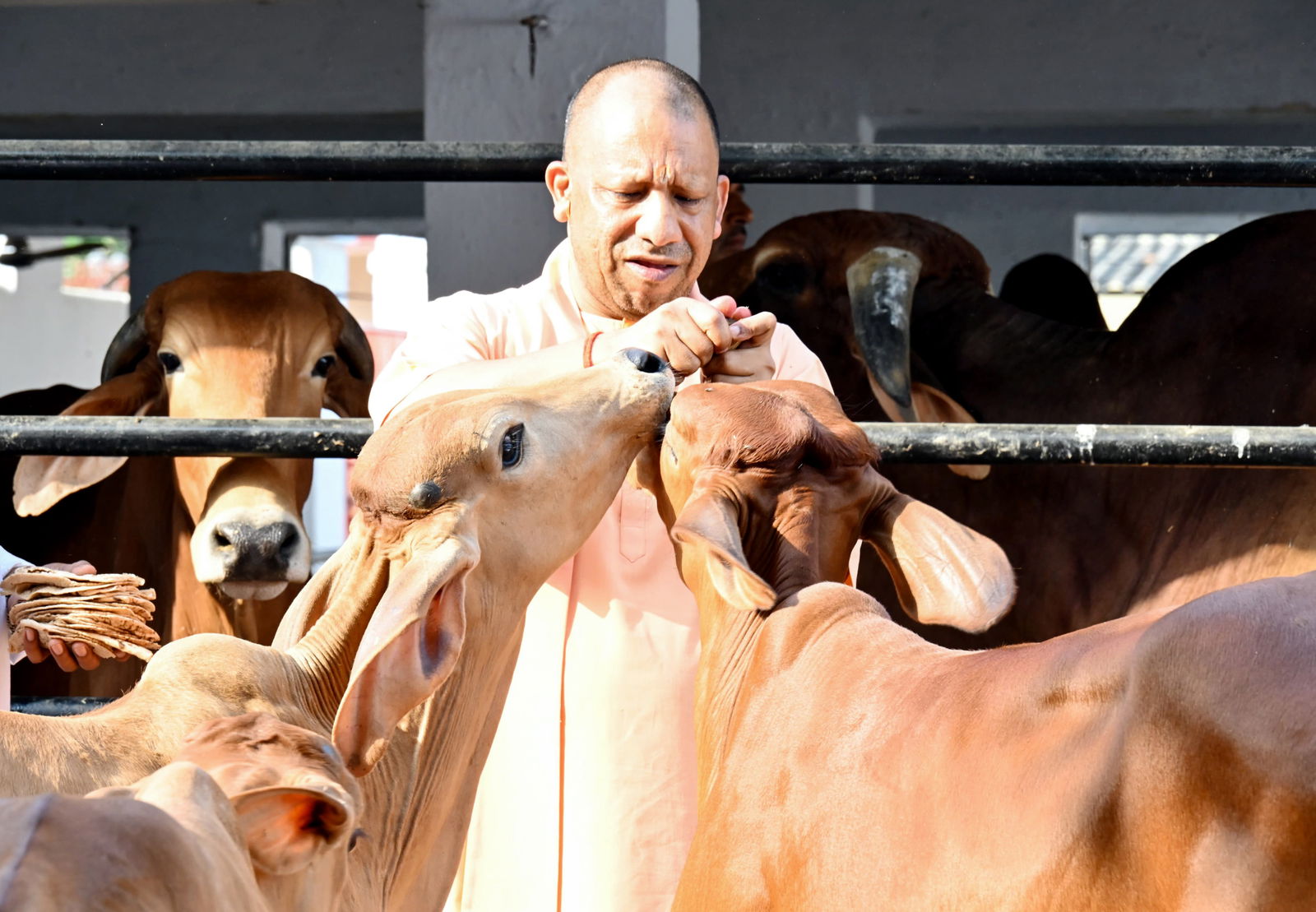 'गाय पर्यटन' की अवधारणा के साथ ग्रामीण अर्थव्यवस्था को बढ़ावा देने की तैयारी में है योगी सरकार