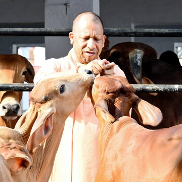 'गाय पर्यटन' की अवधारणा के साथ ग्रामीण अर्थव्यवस्था को बढ़ावा देने की तैयारी में है योगी सरकार