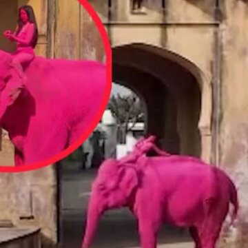 जयपुर में जिस हथिनी को गुलाबी रंग में रंगा, उसकी पिछले महीने हो गई मौत; विदेशी फोटोग्राफर के शूट पर मचा बवाल